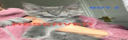 Maine Coon cats for sale: ❤️ALL KITTENS ARE RESERVED 💙 - Advert 2