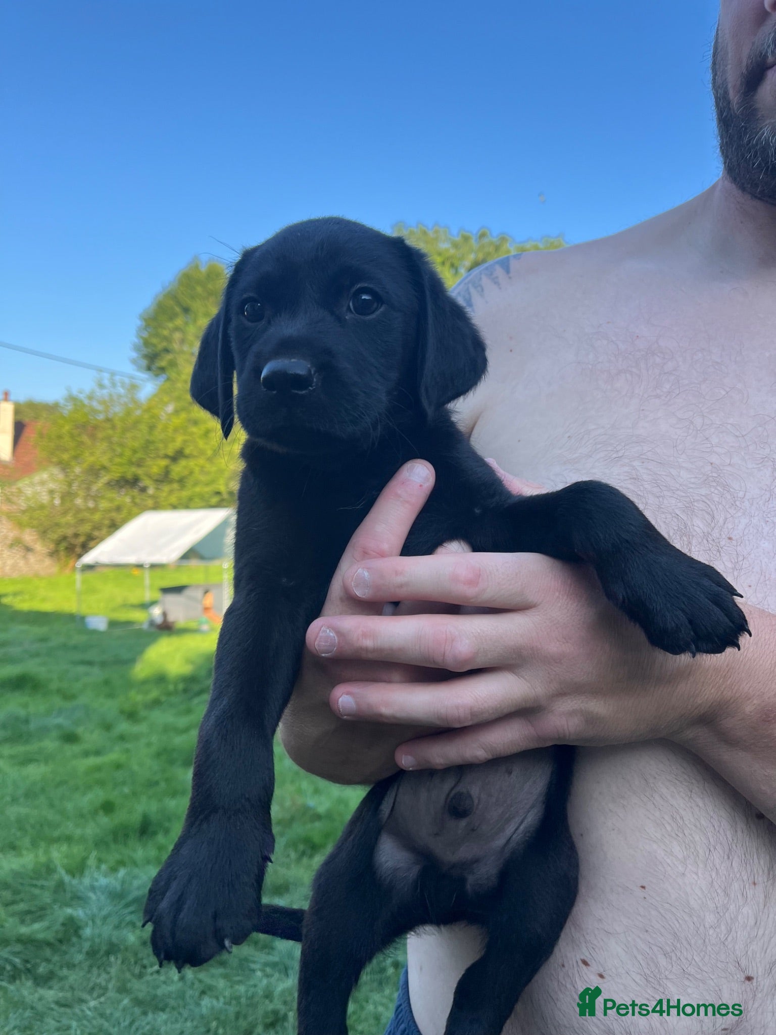 Labrador Retriever dogs Kc reg health tested Labrador pups  - Advert 2