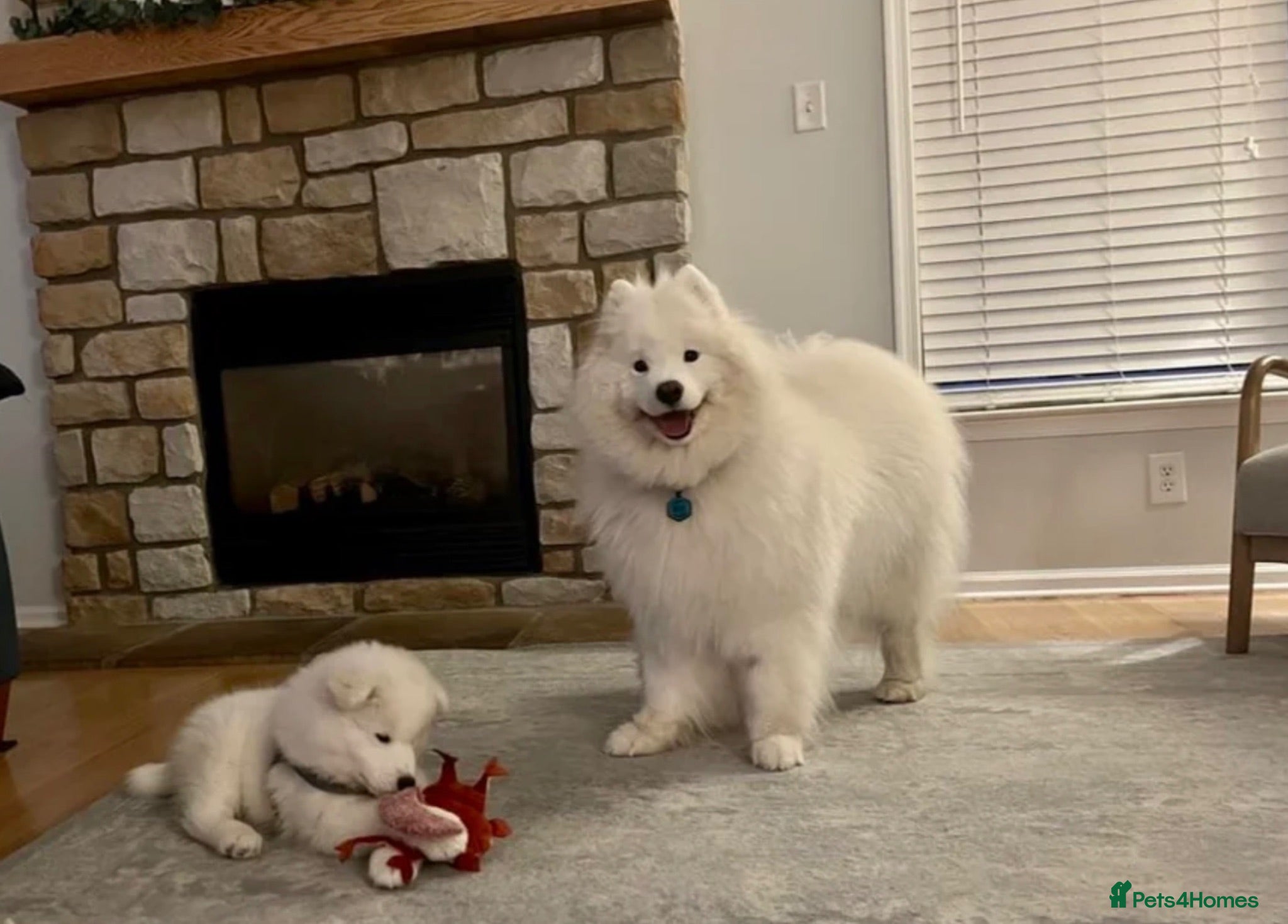 Samoyed dogs Beautiful Samoyed Puppy  - Advert 5