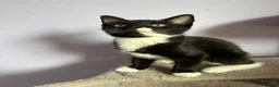 Ragdoll cats for sale: Beautiful Black & White Ragdoll Mix female Kitten - Advert 4
