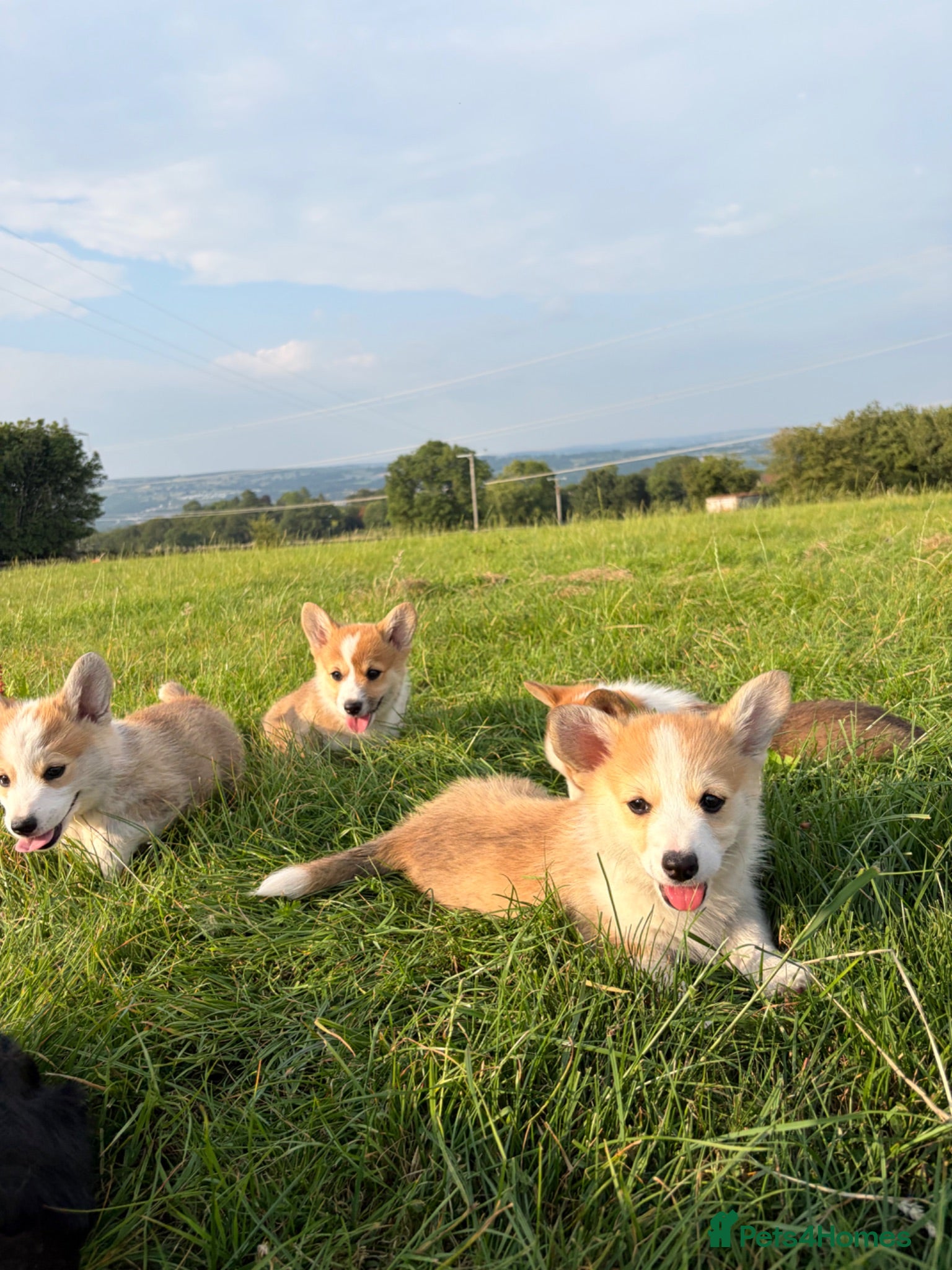 Welsh Corgi Pembroke dogs  Pembrokeshire Corgi Puppies for sale!🏡 - Advert 5