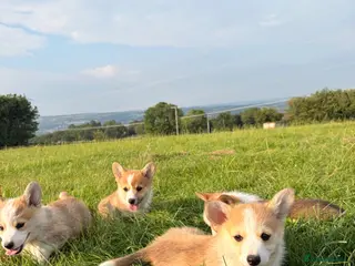 Welsh Corgi Pembroke dogs Pembrokeshire Corgi Puppies for sale!🏡 - Advert 5