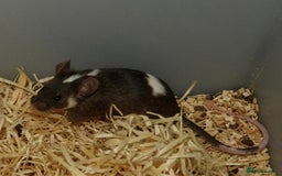 Mouse rodents for sale: Satin, long and short haired varieties  - Image 14