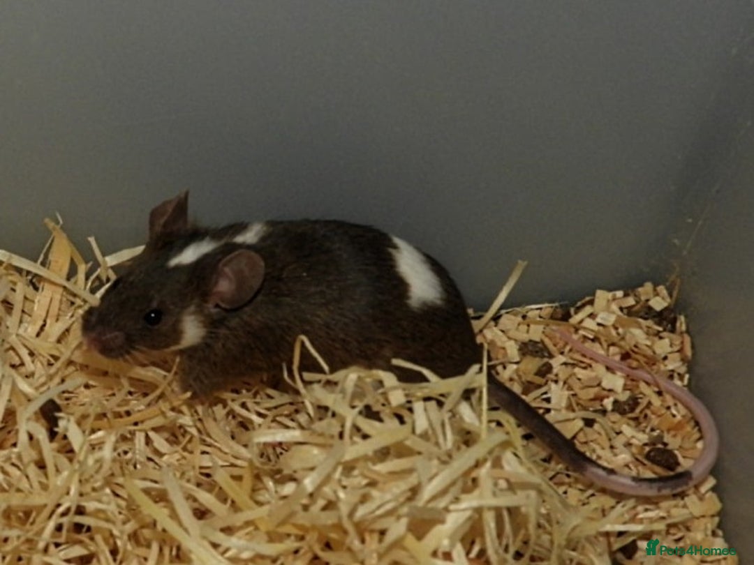 Mouse rodents for sale: Satin, long and short haired varieties  - Image 14
