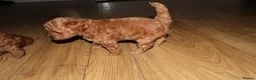 Maltipoo dogs for sale: 🐶 Stunning Brown/Red F1B Maltipoo Puppies ❤️ in Luton - Advert 12