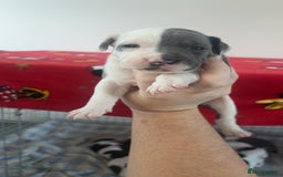 Staffordshire Bull Terrier dogs for sale: Staffordshire bull terriers  - Image 13