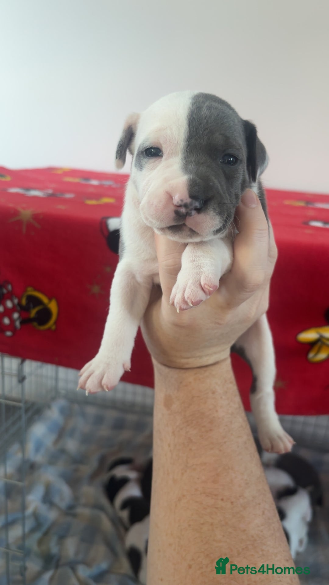 Staffordshire Bull Terrier dogs for sale: Staffordshire bull terriers  - Image 13