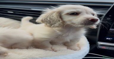 Miniature Dachshund dogs - Advert 15