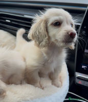 Miniature Dachshund dogs - Advert 15