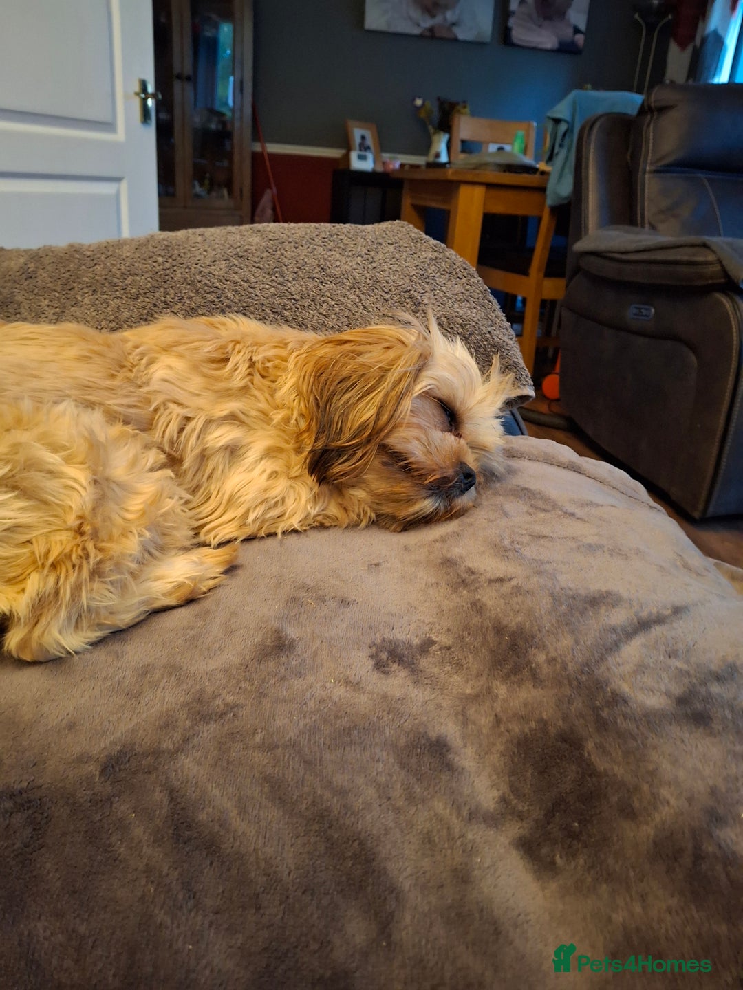 Yorkshire Terrier dogs for sale: Yorkie - Image 3