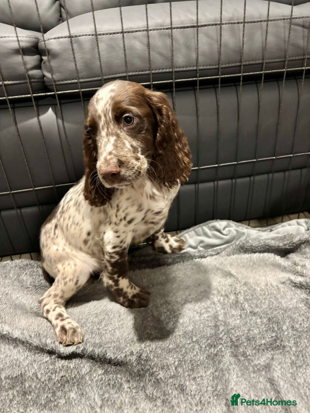 Cocker Spaniel dogs for sale: Cocker Spaniel Puppies Ready Now  - Advert 8