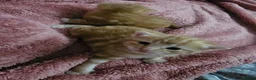 Domestic Shorthair cats for sale: 2 kittens for sale. in Sheffield - Advert 36