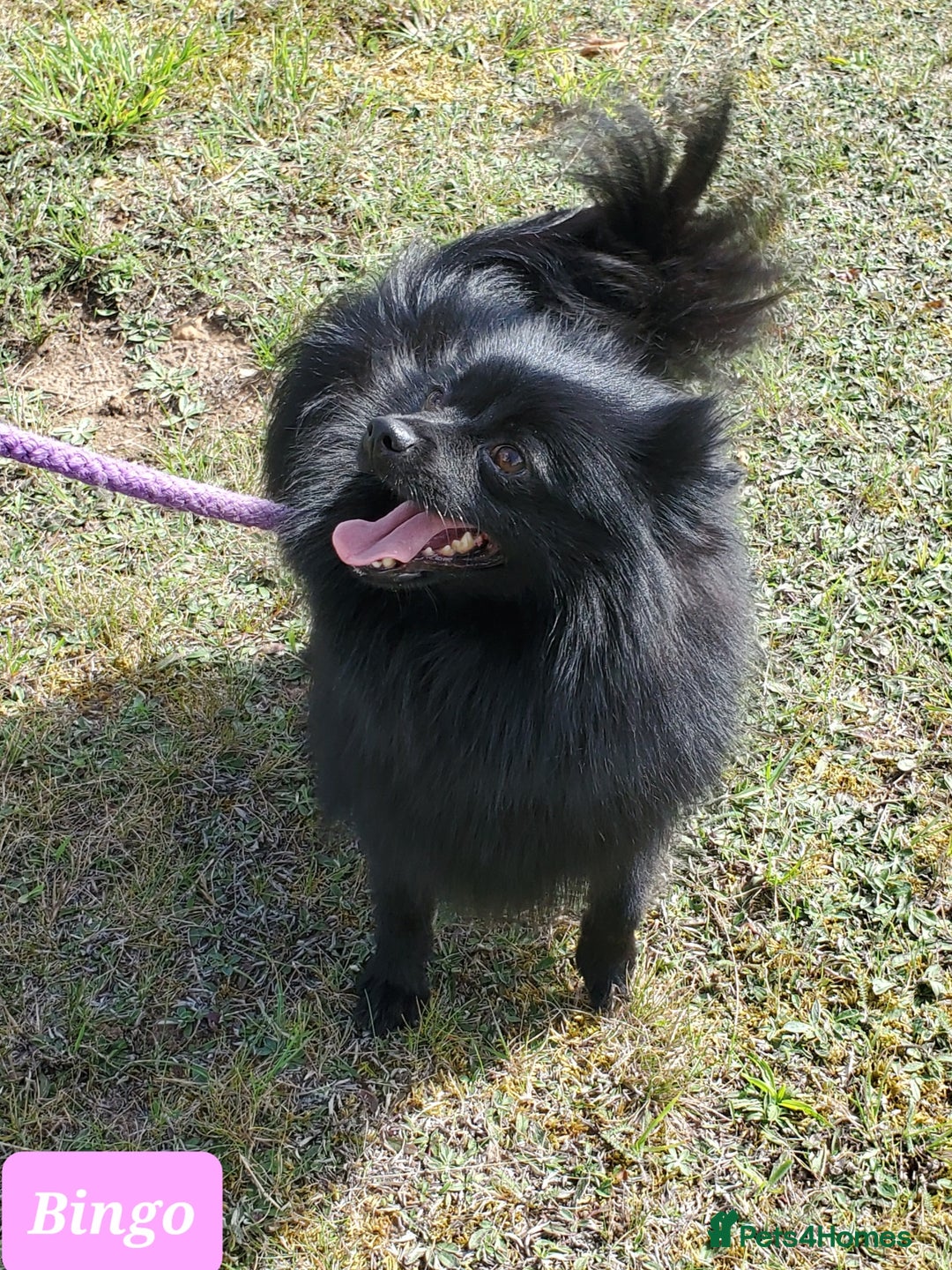 German Spitz dogs for sale: Bluey & Bingo looking for Loving Homes.  - Advert 9