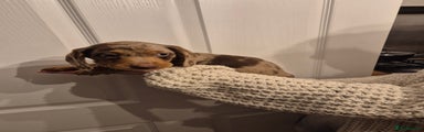 Miniature Dachshund Puppy 3