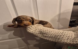 Miniature Dachshund dogs for sale: miniature daschund from £1200 - £1000 - Image 9