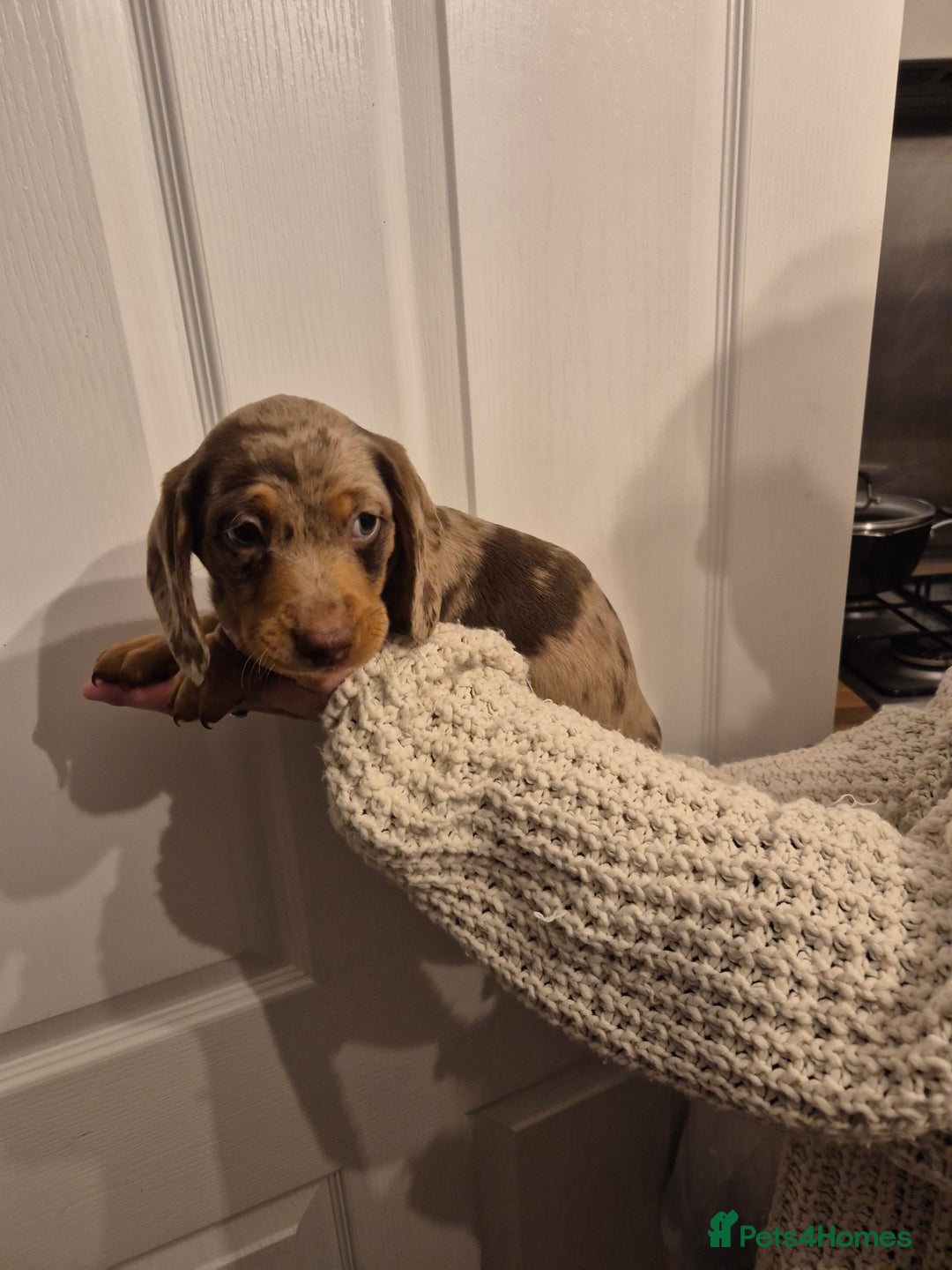 Miniature Dachshund dogs for sale: miniature daschund from £1200 - £1000 - Image 9