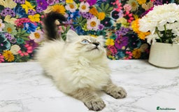 Ragdoll cats for sale: Beautiful Ragdoll Kittens  - Image 18