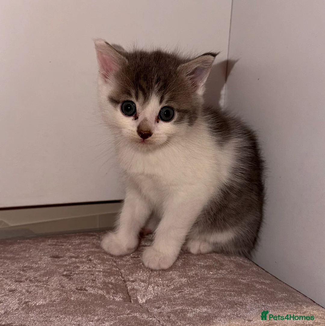 Scottish Fold cats for sale: 🐾🐈‍⬛Scotthis Fold mix kittens🐾🐾 - Advert 11