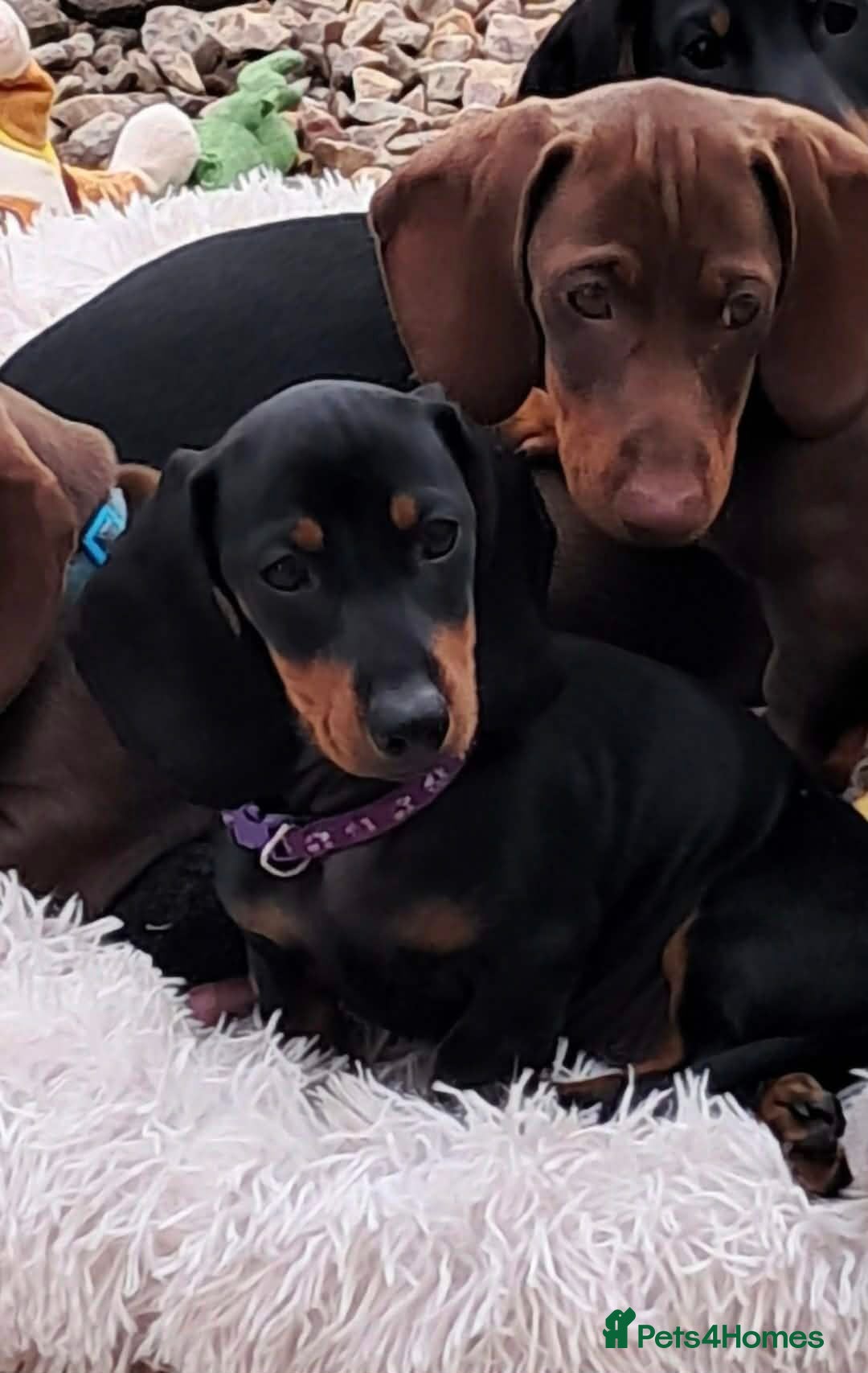 Dachshund dogs Beautiful Mini Dachshund Puppies - Advert 3