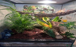 Gecko reptiles for sale: 2 baby crested geckos in Dunmow - Image 2