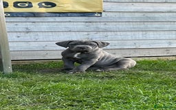 Cane Corso dogs for sale: Kingcanecorso litter, stunning traditional corsos - Advert 5