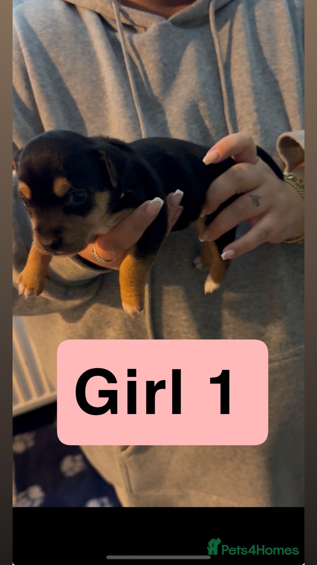 Jack Russell dogs for sale: Jack Russell puppy’s  - Image 3