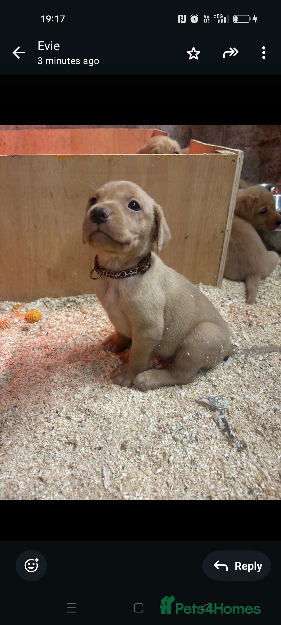 Labrador Retriever dogs for sale: Gorgeous red and golden Labrador puppies  - Image 4