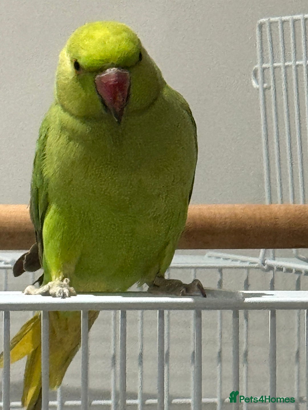 Ringnecks birds for sale: Young Green Ringneck Parakeet  - Advert 2