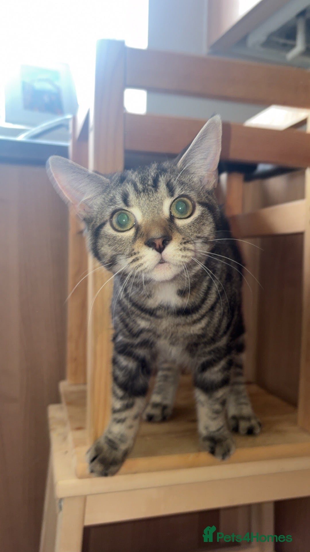 Domestic Shorthair cats Daisy the cat - Advert 3