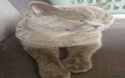 British Shorthair cats for sale: Beautiful British Shorthair Boy.. 😺 - Image 3