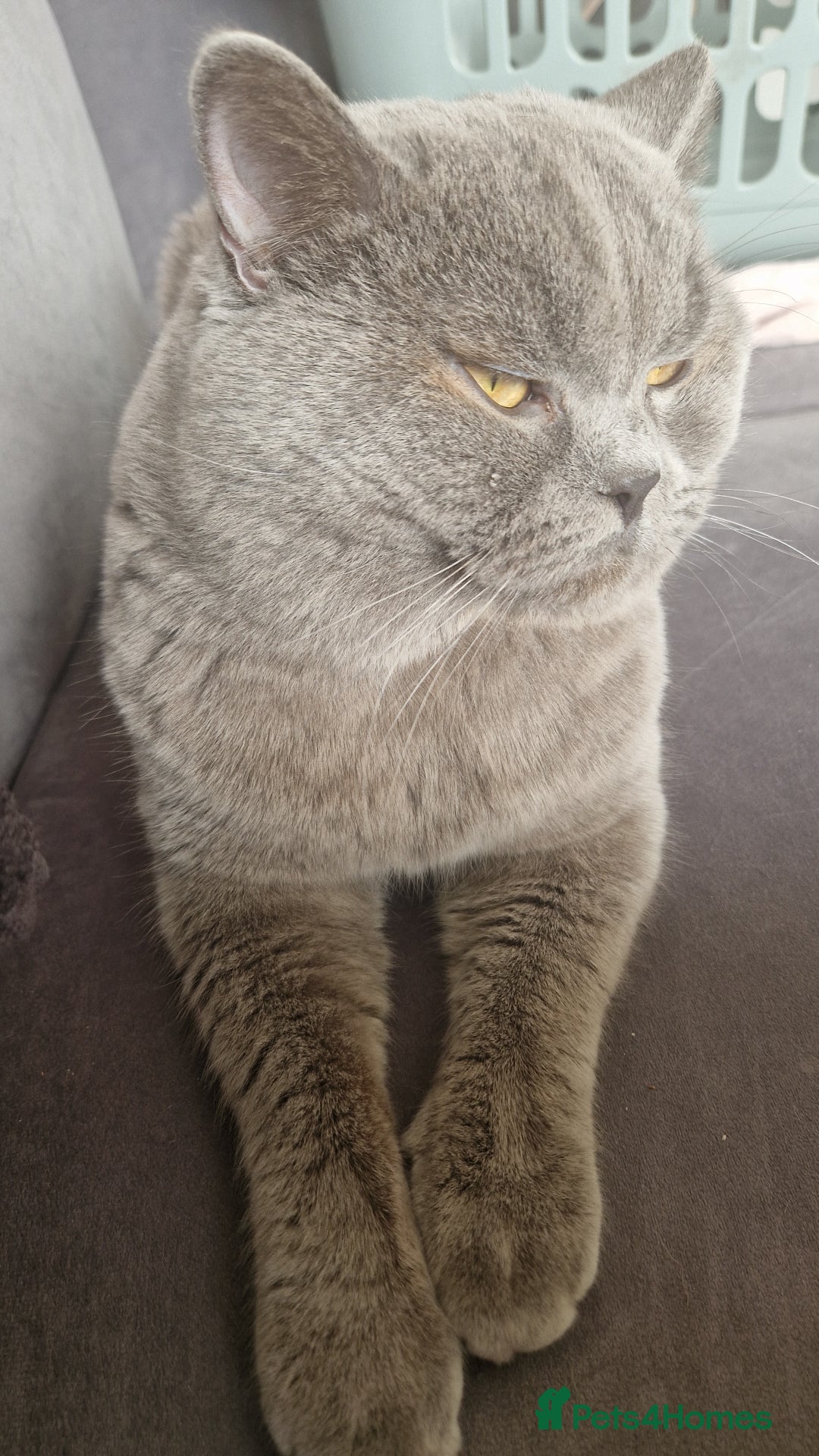 British Shorthair cats for sale: Beautiful British Shorthair Boy.. 😺 - Image 3