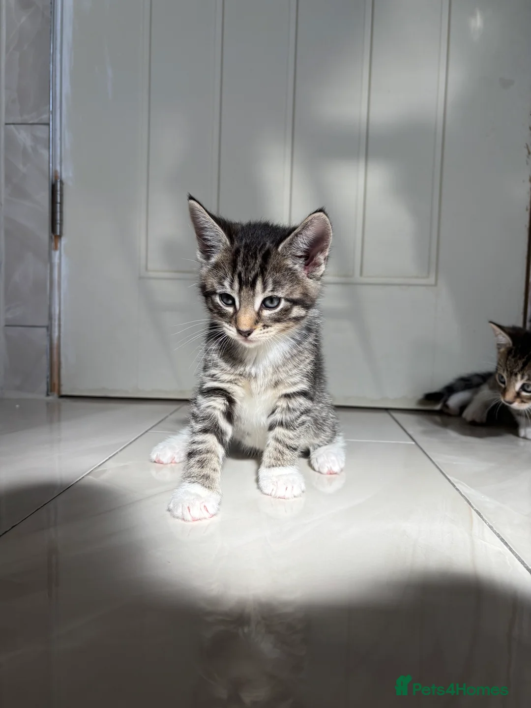 Abyssinian cats for sale: Abyssinian & Tabby Kittens available  - Advert 2