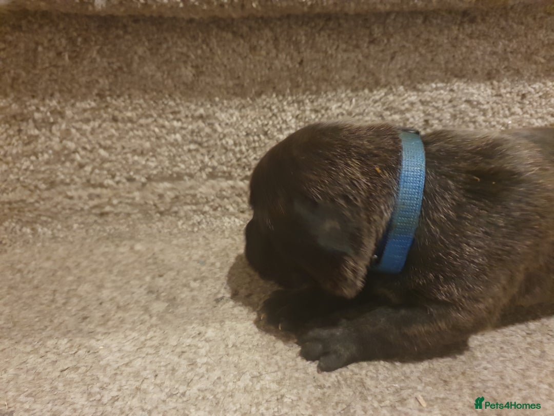 Staffordshire Bull Terrier dogs for sale: Staffordshire Bull Terrior Pups - 9 in total. - Image 29
