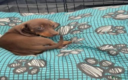 Dachshund dogs for sale: Miniature Dachshund puppies - Image 3