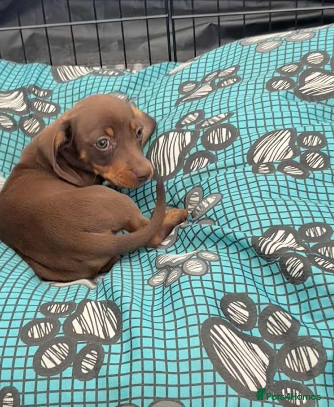 Dachshund dogs for sale: Miniature Dachshund puppies - Image 3