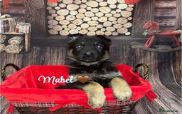 German Shepherd dogs for sale: German Shepherd pups Black&Sable..stunning litter! - Advert 6