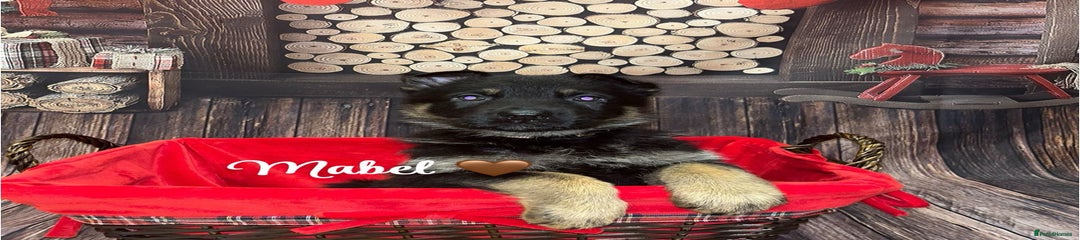 German Shepherd Mabel