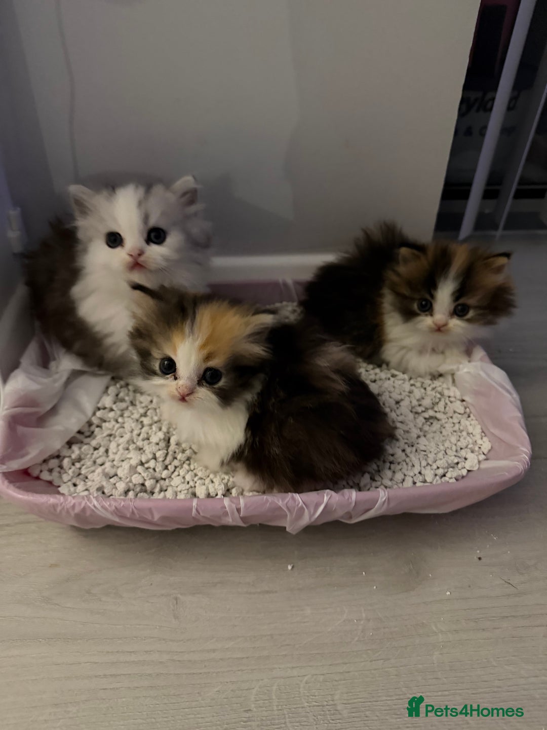 Persian cats for sale: Beautiful Persian siblings - Advert 6