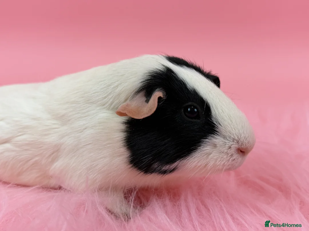 Guinea Pig rodents for sale: Bobbie The Guinea Pig - Advert 1