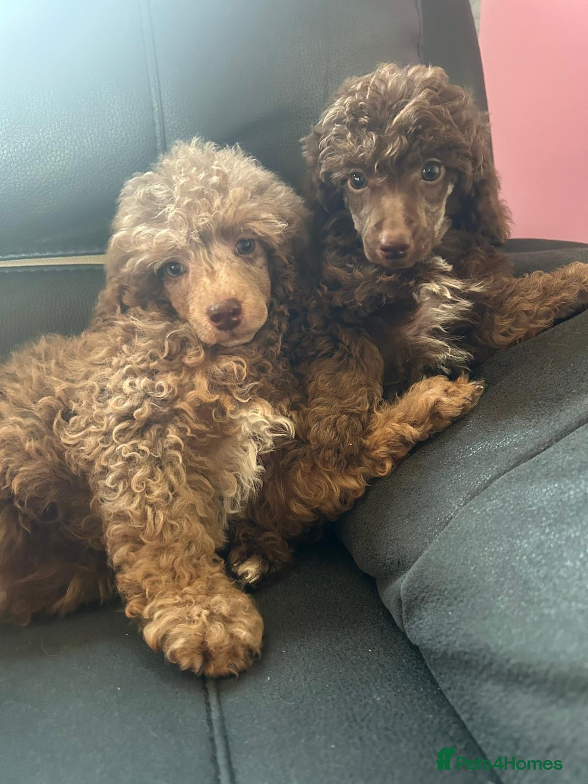 Mixed Breed dogs Healthy Pure Poodle Puppies (2 left) - Advert 3