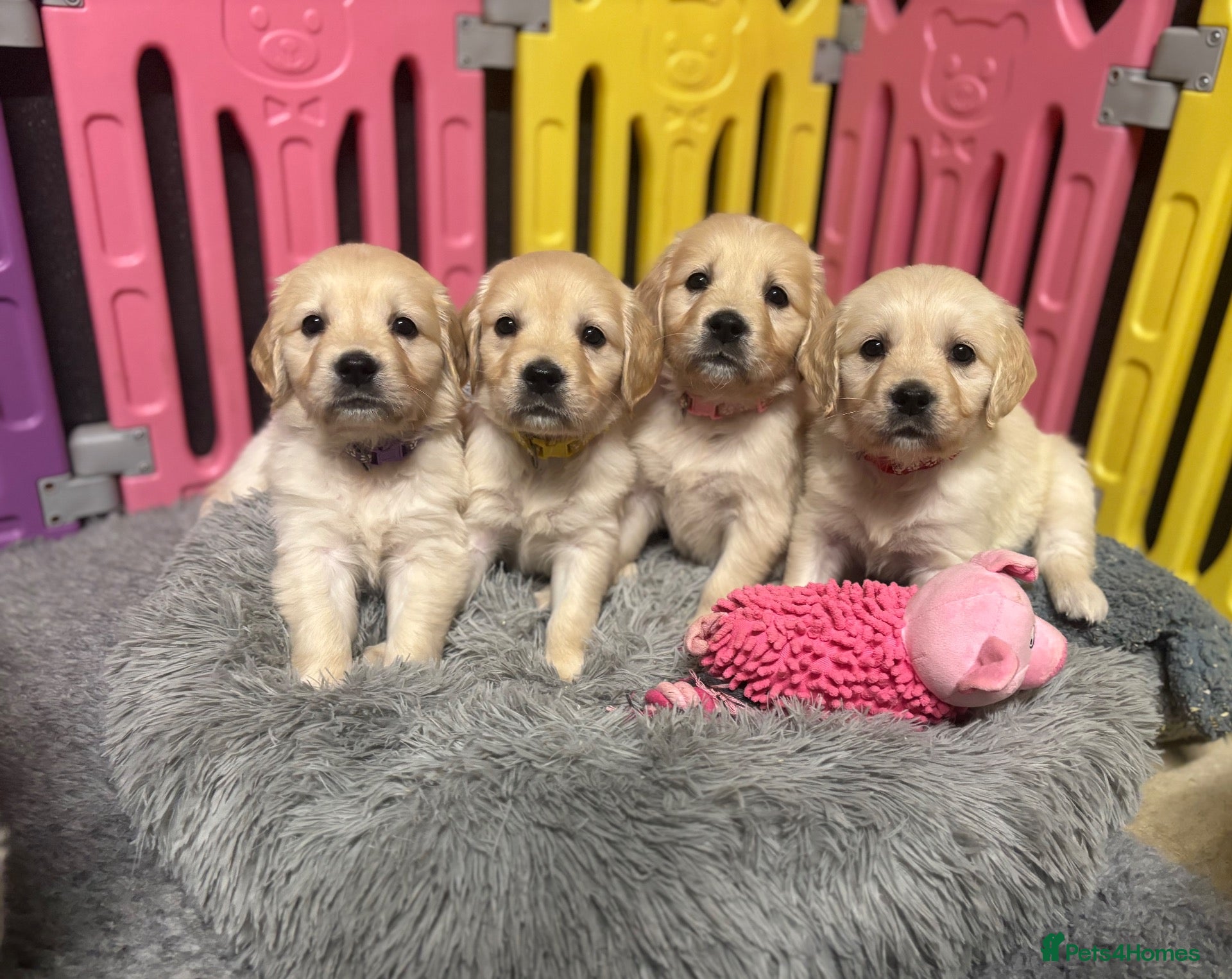 Golden Retriever dogs Beautiful Kc registered Golden Retriever puppies  - Advert 1