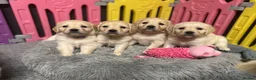 Golden Retriever dogs for sale: Beautiful Kc registered Golden Retriever puppies  - Advert 6