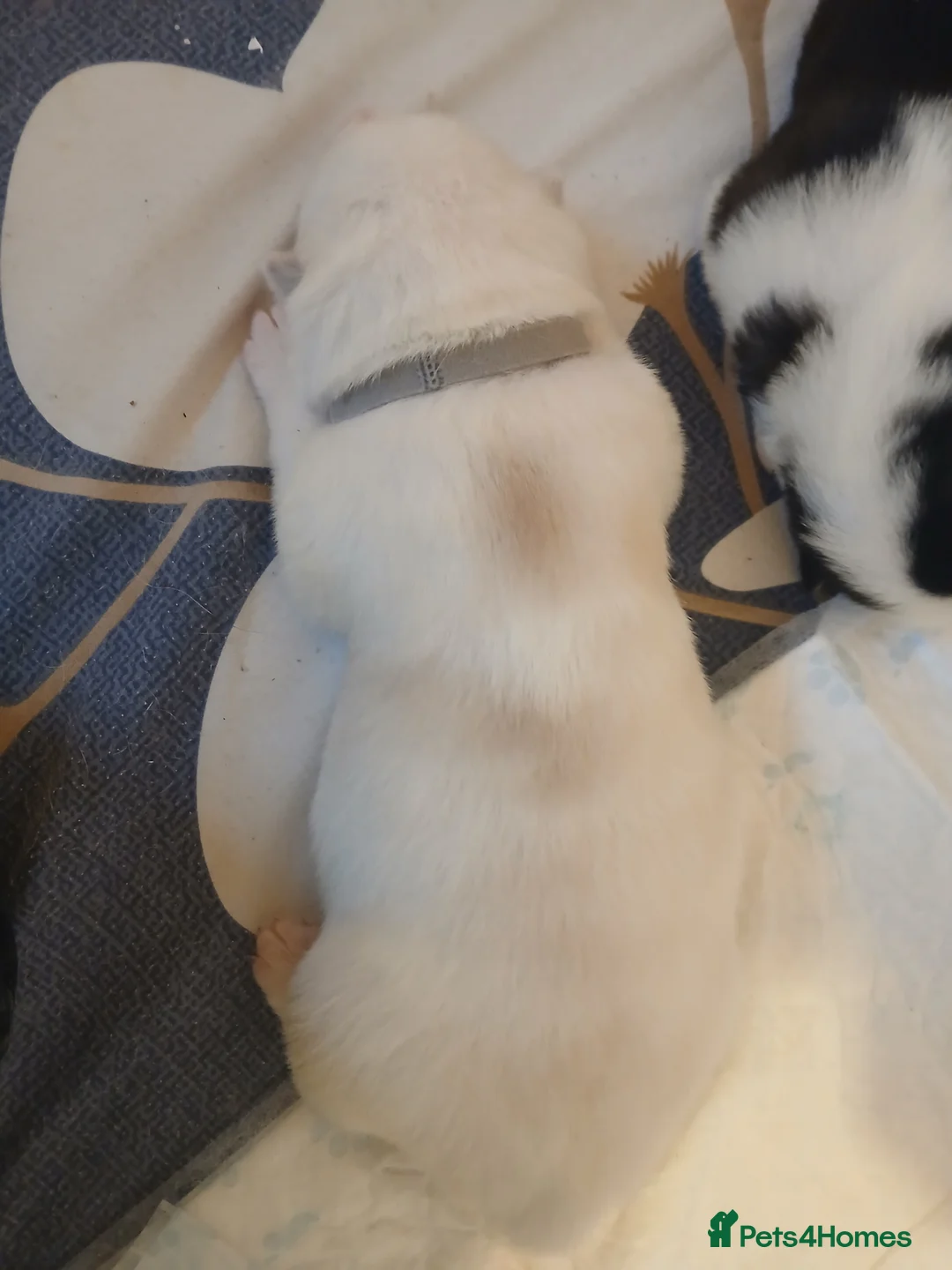 Siberian Husky dogs for sale: 1 SIB HUSKY GIRL LEFT CAN LEAVE 12/02/26 - Advert 14