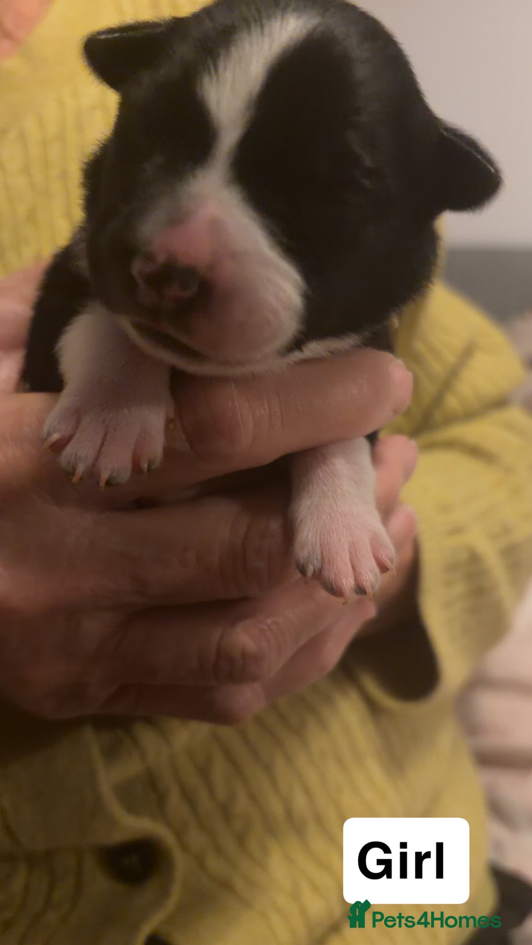 Border Collie dogs for sale: Border collie pups - Image 6