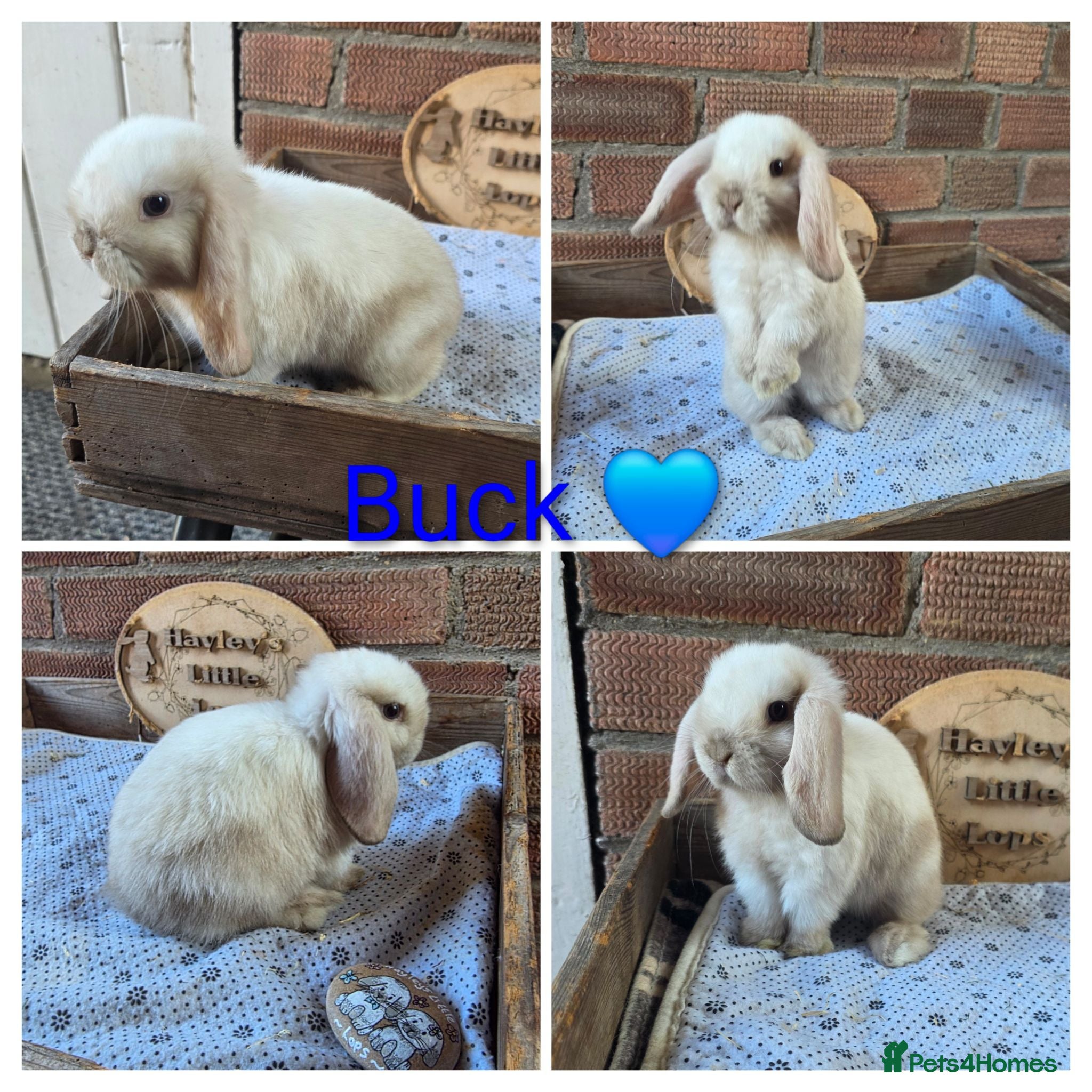 Mini Lop rabbits READY NOW Gorgeous pure breed mini lops  - Advert 1