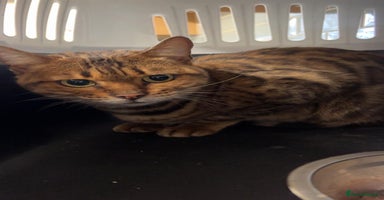 Bengal cats - Advert 3