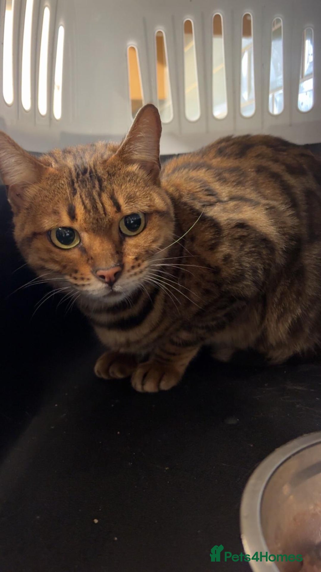 Bengal cats for sale: Beautiful Female Bengal for Adoption - Image 2