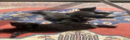 Mixed Breed cats for sale: Two girl kittens ready for new home in Worcester Park - Advert 6