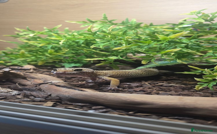 Leopard Gecko reptiles - Advert 1