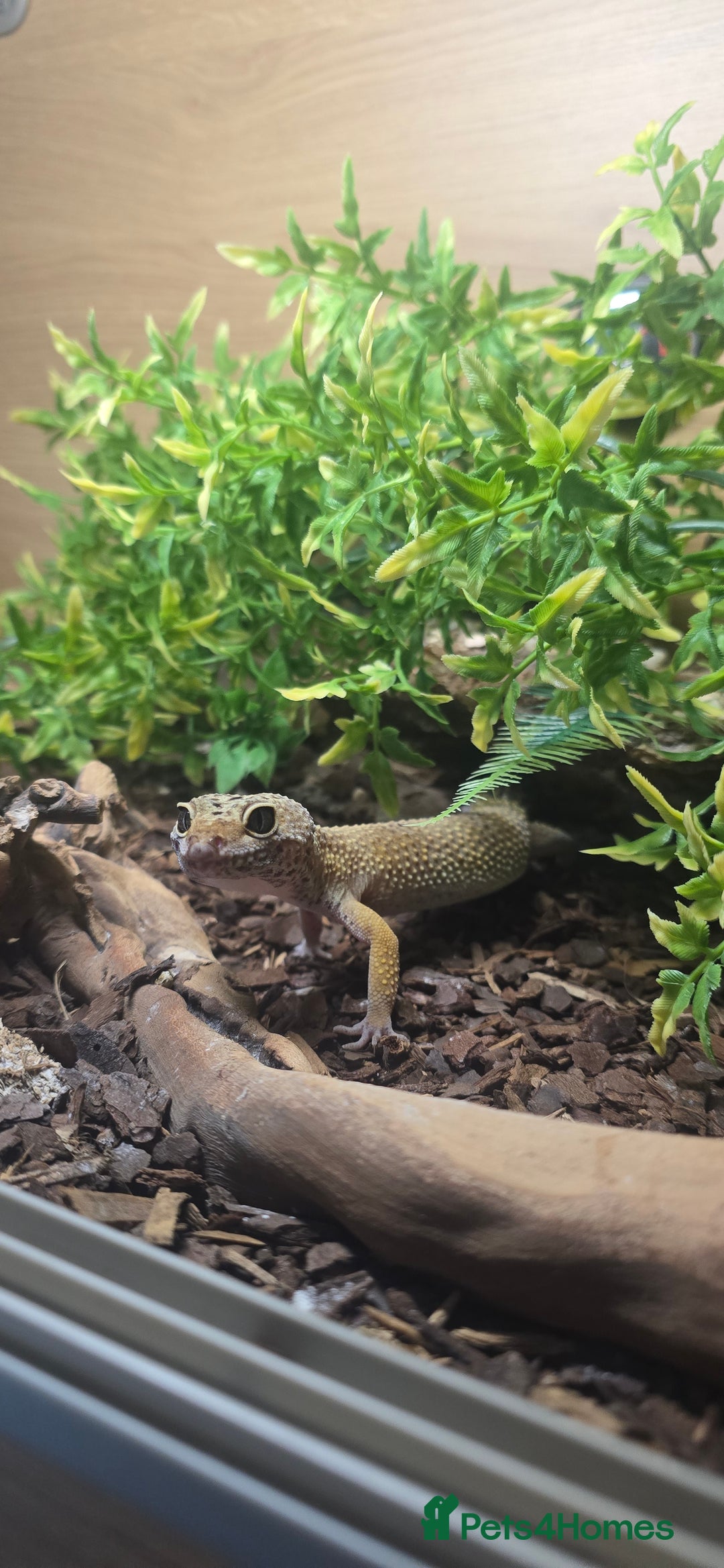 Leopard Gecko reptiles for sale: Lucy the leopard gecko - Image 1